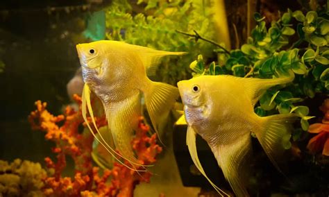 How Big Do Angelfish Get? - Ideal Tank Size - aquaticly.com