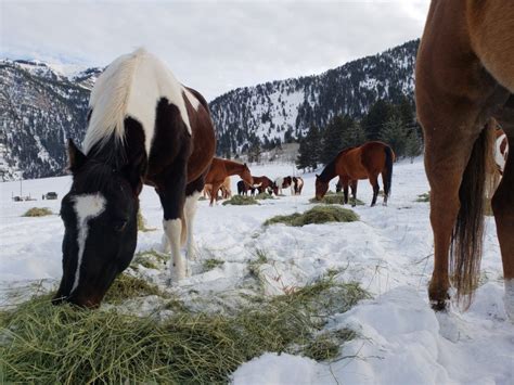 Spotted Horse Ranch, Jackson Hole, WY - Wander Jobs