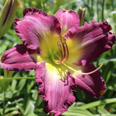 BLUE ON BLUE – Indian Camp Daylilies