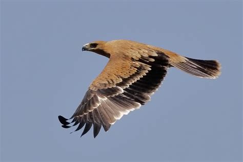 Spanish imperial eagle - Alchetron, The Free Social Encyclopedia