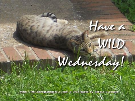 Have a Wild Wednesday! | Photo greeting cards, Photo greeting, Wild