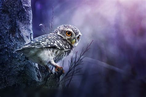 Majestic Owl HD Wallpaper