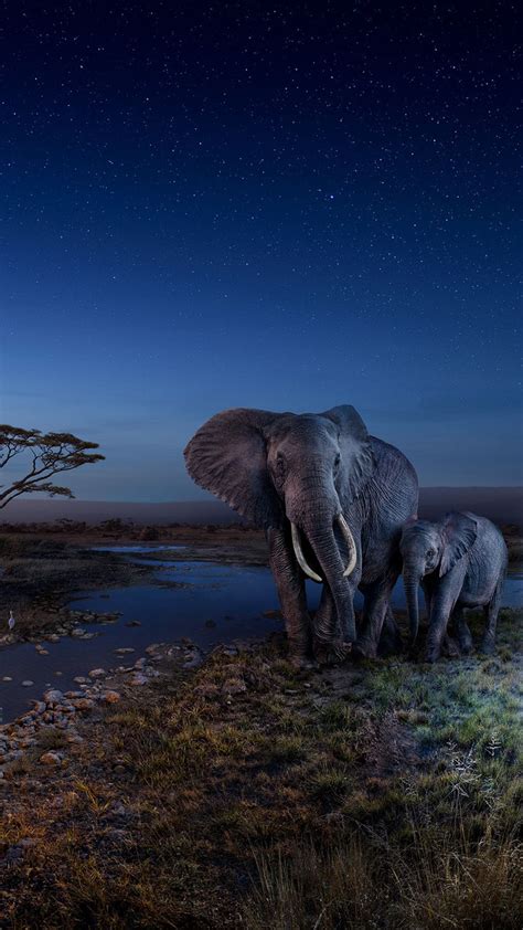 Pin by Victoria on iPhone | Elephant wallpaper, Elephant photography ...