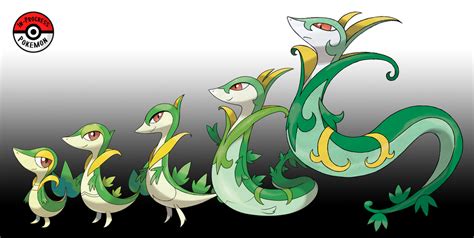 495 - 497 Snivy Line by InProgressPokemon on DeviantArt