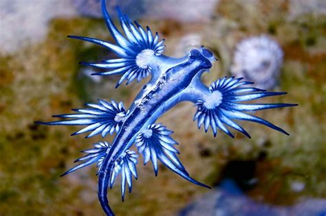 10 Photos of Sea Slugs That Will Blow Your Ocean-Lovin’ Mind - Ocean ...