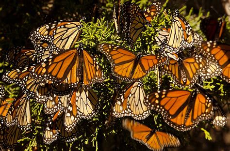 Monarch Butterflies Return to Pacific Grove | CABBI