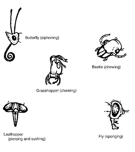 Different kinds of insect mouthparts. | Download Scientific Diagram