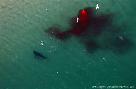 Great White Shark Eating Seal