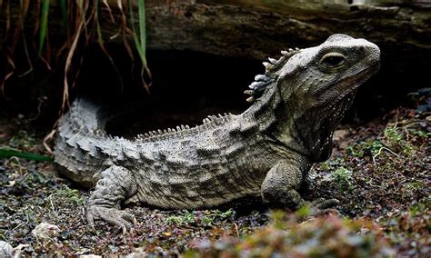 The curious genome of the tuatara, an ancient reptile in peril | EMBL