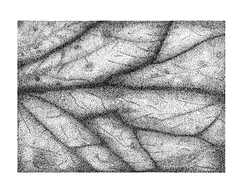 Leaf texture study with Dotwork technic. : drawing