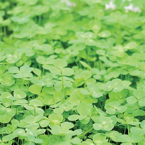 MICROCLOVER® | Territorial Seed