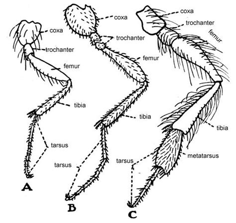 Legs of hymenoptera | Insect anatomy, Bee, Bugs and insects