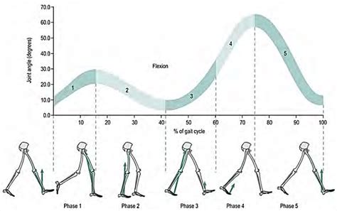 Flexion and extension of the knee joint during gait (47). | Download ...