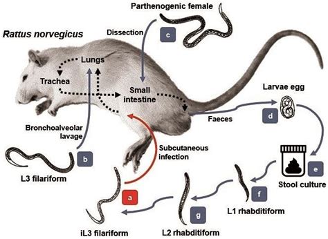 Experimental life cycle of S. venezuelensis in Wistar rat, R ...