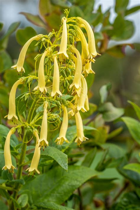 Phygelius aequalis 'Yellow Trumpet' - Kaapse fuchsia - Hermie.com ...