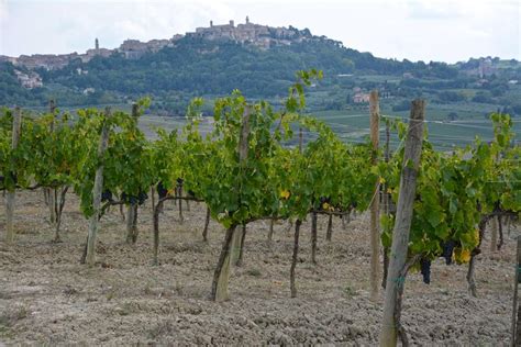 Montepulciano wine tour - Wednesdays from SIENA 2024