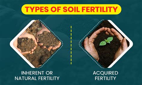 How to Improve Soil Fertility - Tips, Methods and Importance