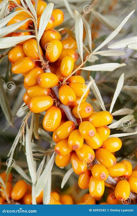 Sea-buckthorn berries stock photo. Image of garden, food - 6092542