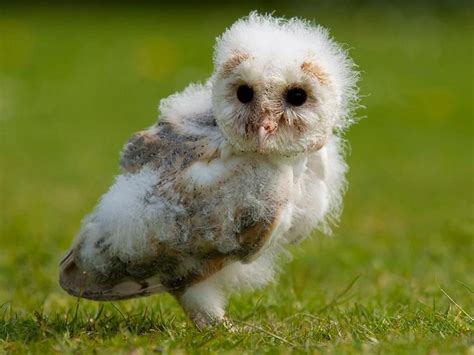 Baby Barn Owl | Baby barn owl, Barn owl, Owl