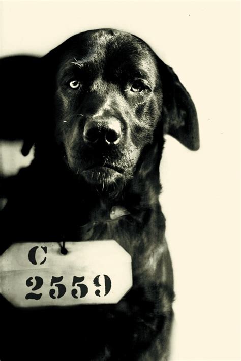 Pep the Prison Dog and the True Story Behind This “Murderer’s” Mugshot ...