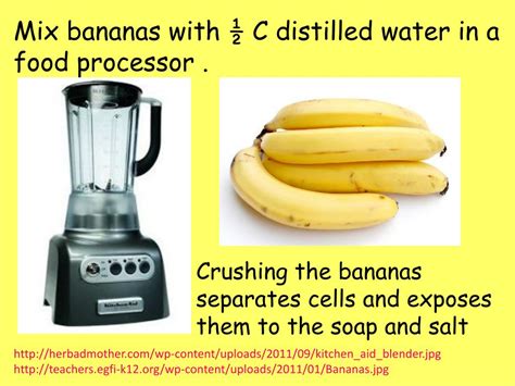 PPT - BANANA DNA EXTRACTION PowerPoint Presentation, free download - ID:2455317