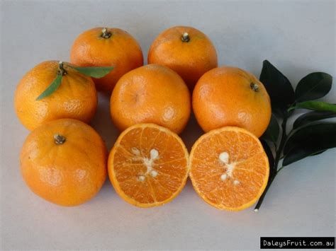 Mandarin Honey Murcott Tree - Citrus reticulata