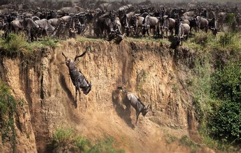 Wildebeest Herd in Masai Mara, Kenya during Daylight Stock Image - Image of landscape, animal ...