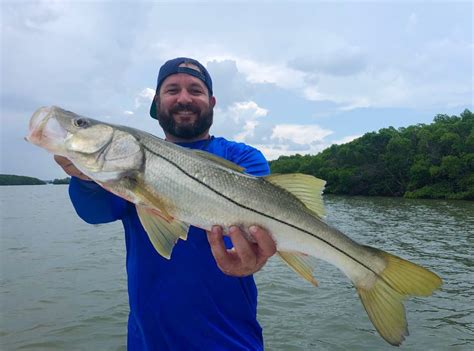 Snook Seasonal Closure Starts Dec. 1 in Most Gulf Waters - Florida Sportsman