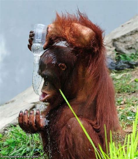 A Funny Drink Of Water - Funny Monkey Pictures