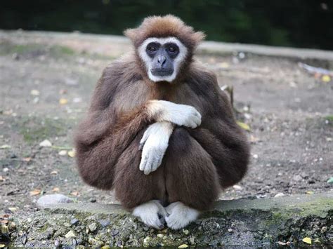 Gibbon - A-Z Animals