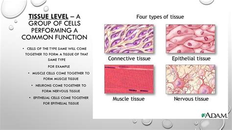 Levels of Organization - SCIENTIST CINDY