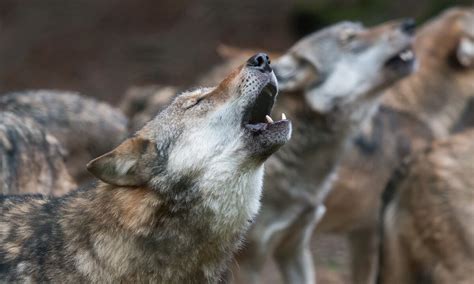 Do wolves really howl at the moon? | HowStuffWorks