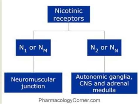 CHOLINERGIC RECEPTORS - New