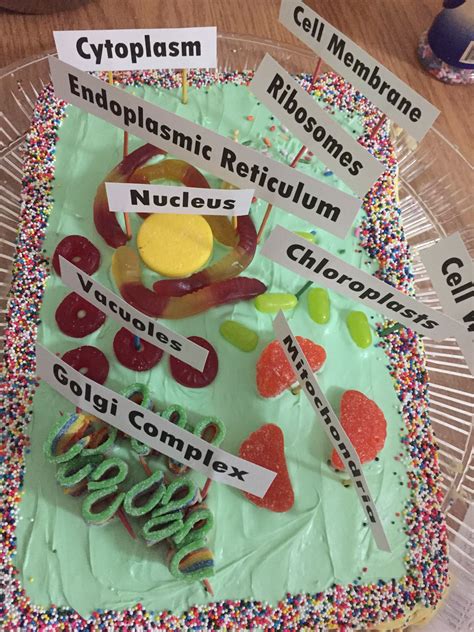 Plant cell cake | Plant cell project, Cells project, Plant cell model