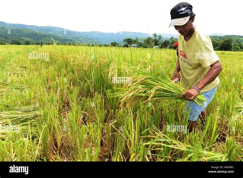 Paddy harvest in The Philippines Stock Photo - Alamy