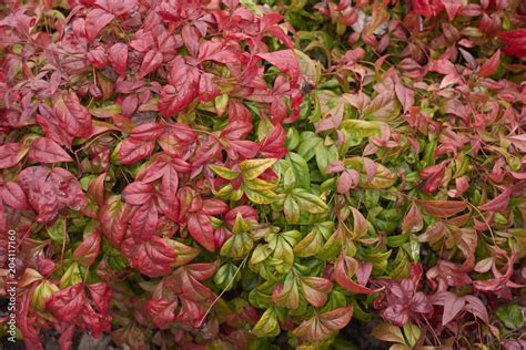 dwarf nandina domestica Stock Photo | Adobe Stock