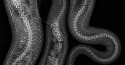 snake xrays | Snake X-Rays.... - CaptiveBred Reptile Forums, Reptile ...