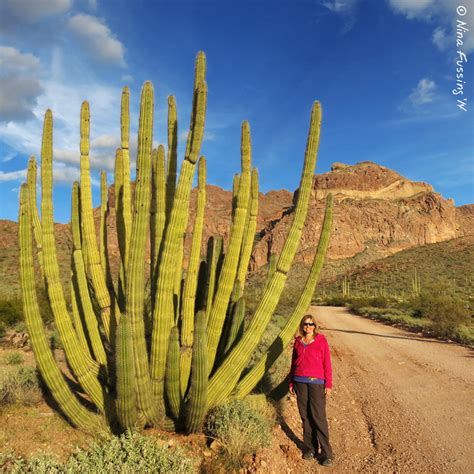 Long-Fingered Cacti & Bumpy Rides -> Organ Pipe Cactus National Monument, AZ – Wheeling It