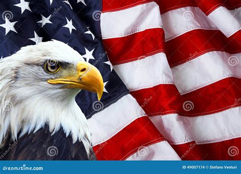 North American Bald Eagle On American Flag Stock Photo - Image: 49007174