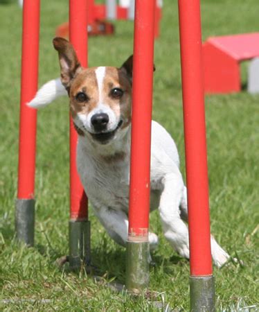 Agility Shows Online Help