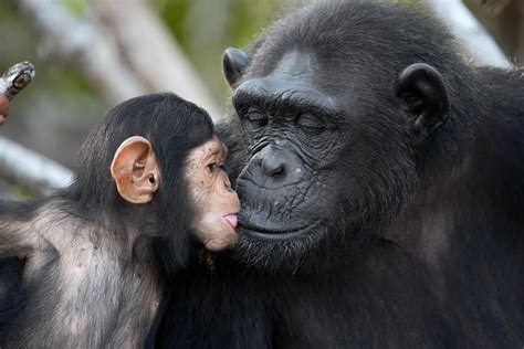 Chimpanzee Conservation - African Conservation Foundation