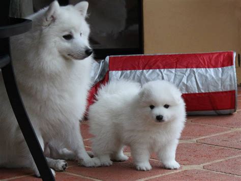 Japanese Spitz Puppies for Sale within Australia - Shanspitz Japanese Spitz