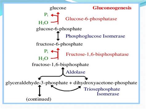 biosynthesis of polysaccharides