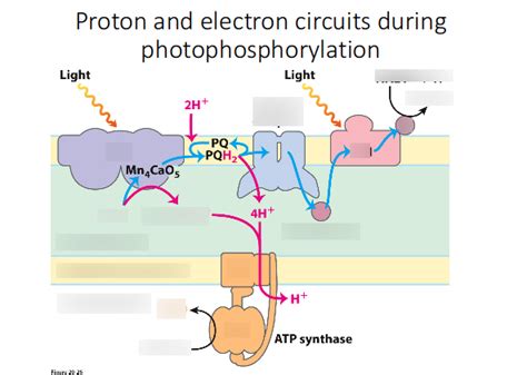 Photophosphorylation Diagram | Quizlet