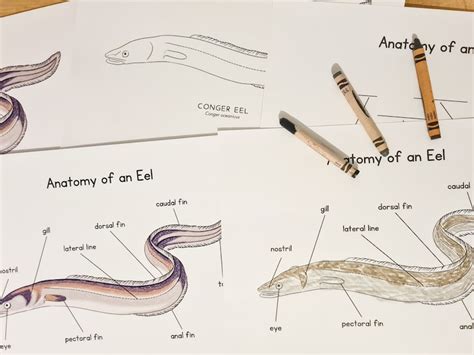 Anatomy of Eel Homeschool Resources Nature School Ocean Study Printable Parts of a Eel Ocean ...