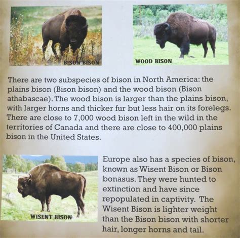 Museum of the American Bison - Postcards From Surprising Places