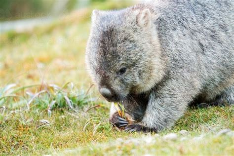 Image of wombat eating grass - Austockphoto