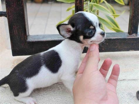 MICRO applehead Chihuahua puppies ready today for Sale in Baytown, Texas Classified ...