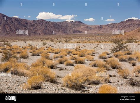 Tumbleweed growing in the Mojave Desert in California, USA Stock Photo - Alamy