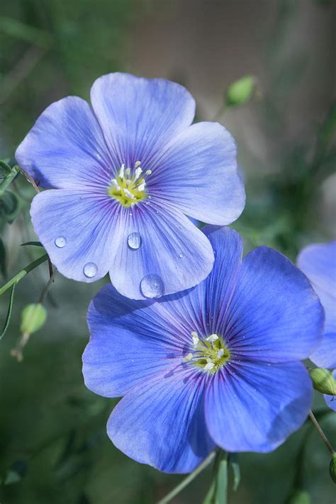 Dew Drops on Flowers Photograph by Denise LeBleu - Fine Art America